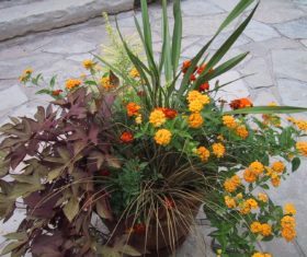 Sunny container combination (Garden Making photo)