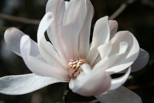 Magnolia stellata 'Rosea' photographed by Lorraine Beswick