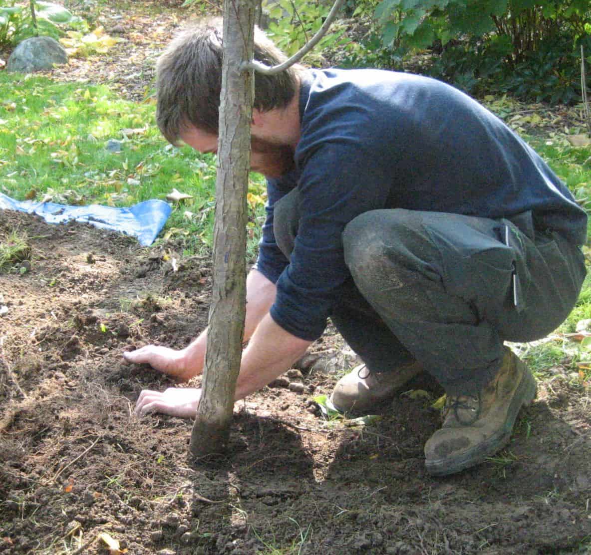 ¿Qué tan profundo cavar un jardín para plantar árboles pequeños?