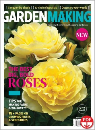 Garden Making No. 2 roses