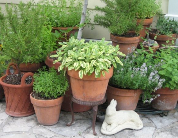 Herbs in pots (Garden Making photo)