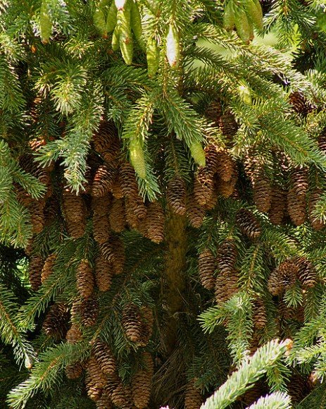 White Spruce cones, near Lacombe, Alberta (Photo by cj berry on Flickr via Wikimedia Commons)