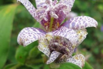 Toad lily (Photo by Brendan Zwelling)
