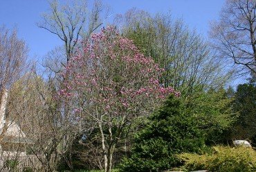 'Susan' magnolia from Wikipedia Commons