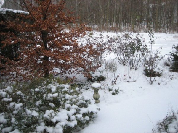 Snow insulates plants but wind can be brutal. (Garden Making photo)