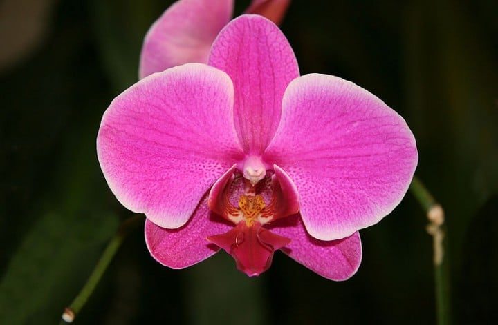 Orchid Phalaenopsis hybrid (Photo by Arad Mojtahedi of Montreal via Creative Commons.)