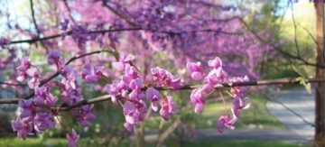 Redbud branches can be forced to bloom early indoors. (Photo from WikiMedia Commons)