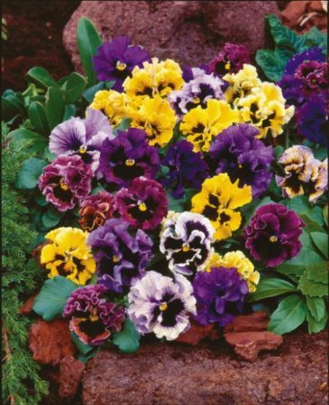 Frizzle Sizzle pansy (Photo by Veseys Seeds)