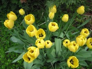 'Yellow Apeldoorn' tulips are reliable rebloomers.