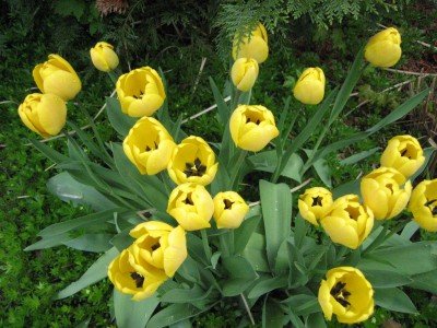 'Yellow Apeldoorn' tulips are reliable rebloomers.