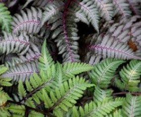 Japanese painted ferns (Photo by Brendan Zwelling)