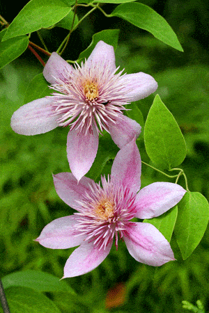 Empress clematis (Photo by Brendan Zwelling)