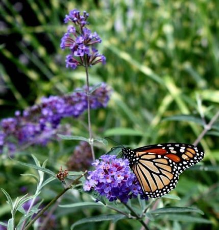 A monarch enjoying the nectar of a butterfly bush. (Photo by Brendan Zwelling)