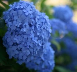 Blue hydrangea (Photo by Heather Hayden)