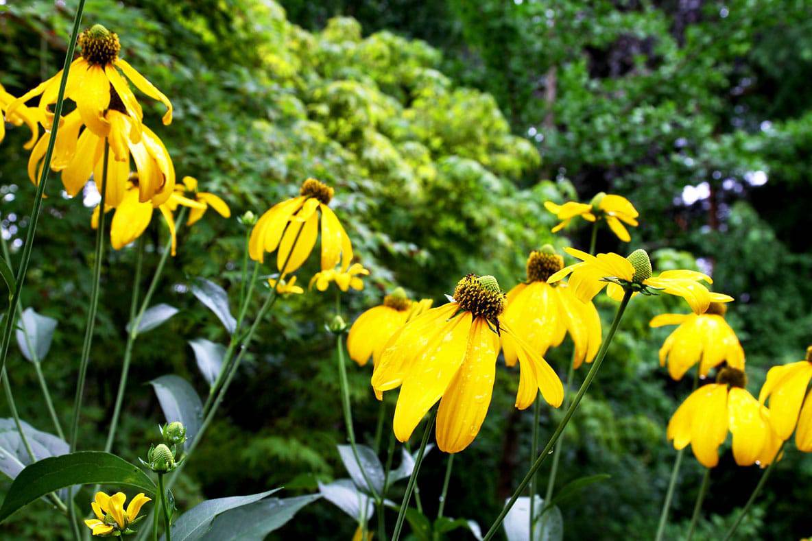 Yellow rudbeckia, a tall beauty. (Photo by Brendan Zwelling)
