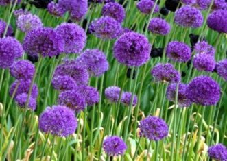 Allium 'Purple Sensation' (Photo by Heather Hayden)
