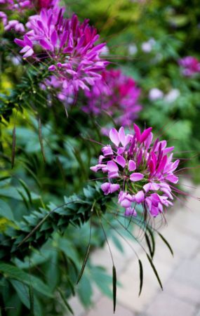 Cleome with seeds (Photo by Brendan Zwelling)
