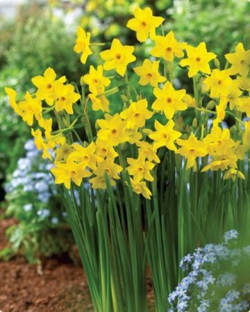 'Baby Boomer' daffodils (Photo courtesy of Veseys)