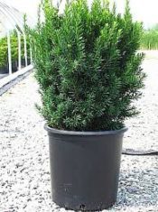 Potted Hick's yew (Photo courtesy of Willowbrook Nurseries)