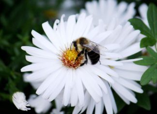 Bee on a white aster (Photo by Brendan Zwelling)