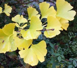 Ginkgo's distinctive fan-shaped leaves turn bright yellow in autumn. (Photo by Brendan Zwelling)