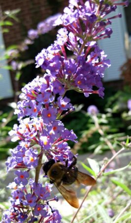 Honeybees love butterfly bushes. (Photo by Brendan Zwelling)