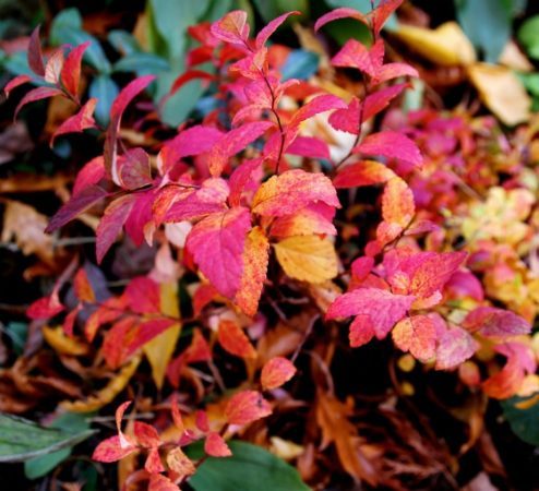 Double Play Artist, a short spirea introduced by Proven Winners, displays cheerful fall foliage. (Photo by Brendan Zwelling)