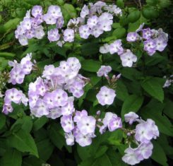 Lavender 'Katherine' phlox is fragrant. (Garden Making photo)