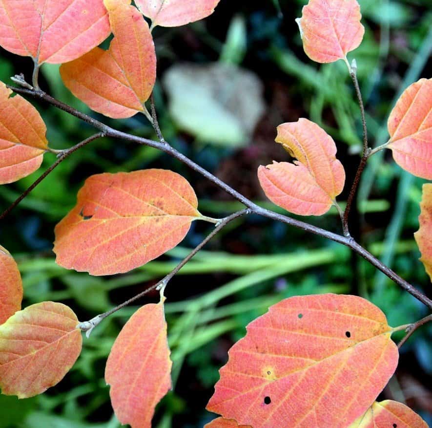 'Mount Airy' fothergilla's fall foliage is a lovely shade of orange-apricot. (Photo by Brendan Zwelling)