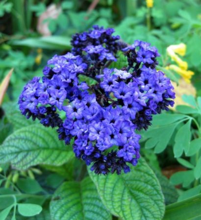 The vanilla fragrance and deep blue colour of annual heliotrope is a winning combination. (Photo by Brendan Zwelling)