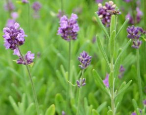 Dwarf 'Lady' lavender is a good candidate for containers. (Photo courtesy of Wild Ginger Farms)