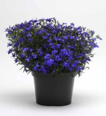 Potted Blues Brothers lobelia (Photo courtesy of Norseco, QC)