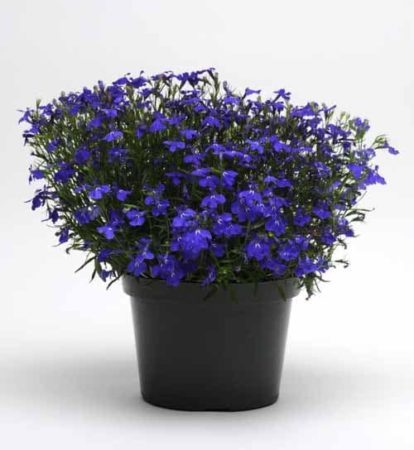 Potted Blues Brothers lobelia (Photo courtesy of Norseco, QC)
