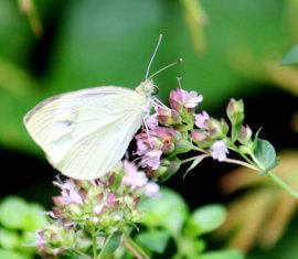 Cabbage butterfly on flowers of golden oregano. Photo by Brendan Zwelling