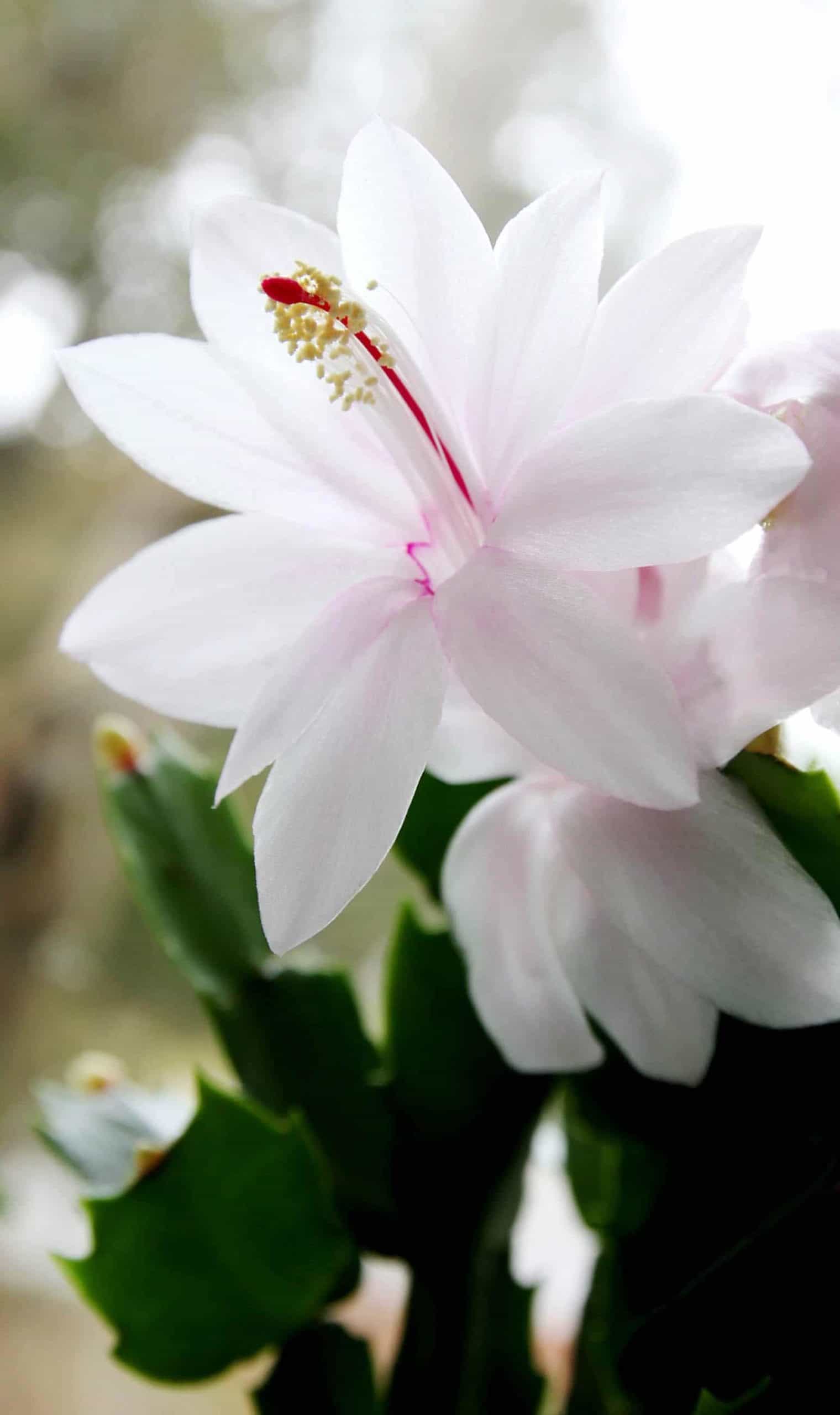 Christmas cactus flower and buds. Photo by Brendan Adam-Zwelling