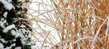 Snow collects on miscanthus. (Photo by Brendan Zwelling)