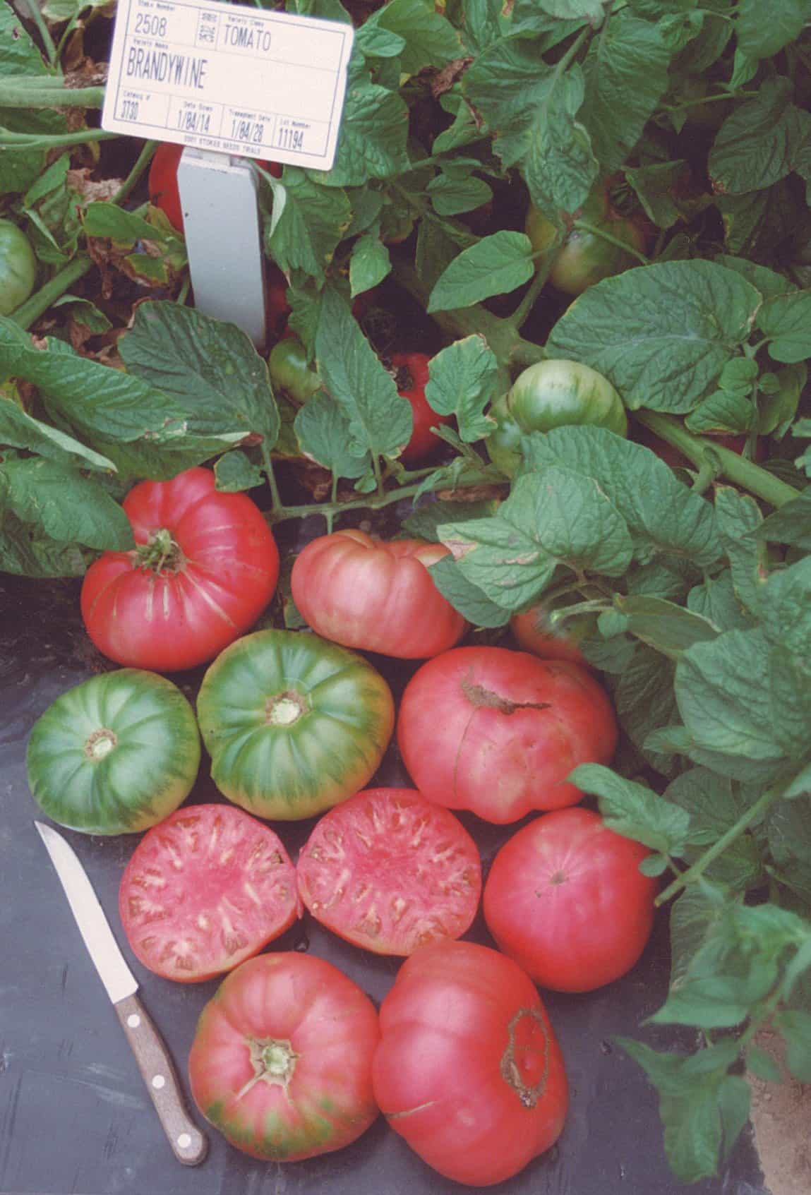 'Brandywine' tomatoes, looking ready to bite into. Photo from Stokes Seeds