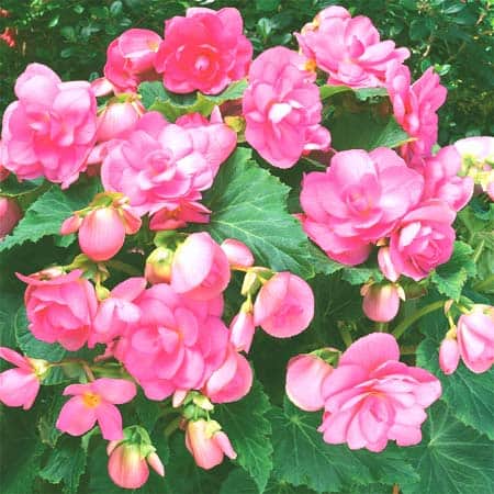 Male and female blooms on tuberous begonias. Photo courtesy of Gardenimport.com