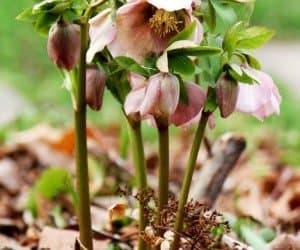 When snow threatens, hellebores and other early bloomers may need protecting. (Photo by Brendan Zwelling)