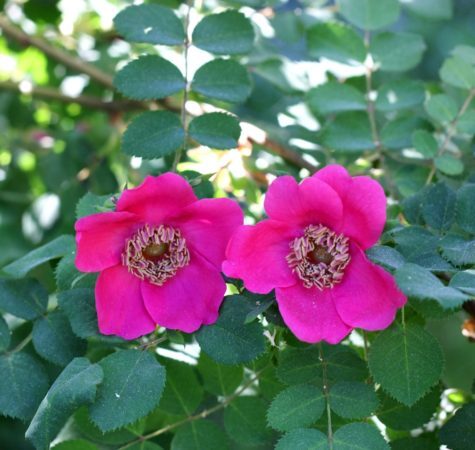 'Geranium', a hybrid species rose. (Photo by Brendan Zwelling)