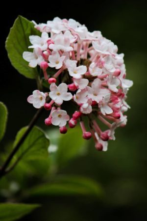 Judd viburnum blossoms are highly fragrant. (Photo by Brendan Zwelling)