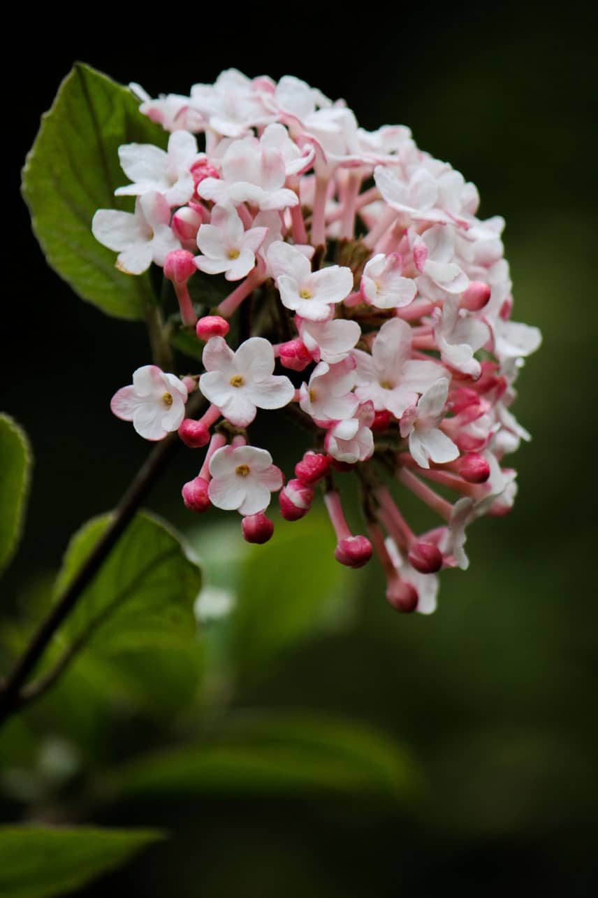 Judd viburnum blossoms are highly fragrant. (Photo by Brendan Zwelling)