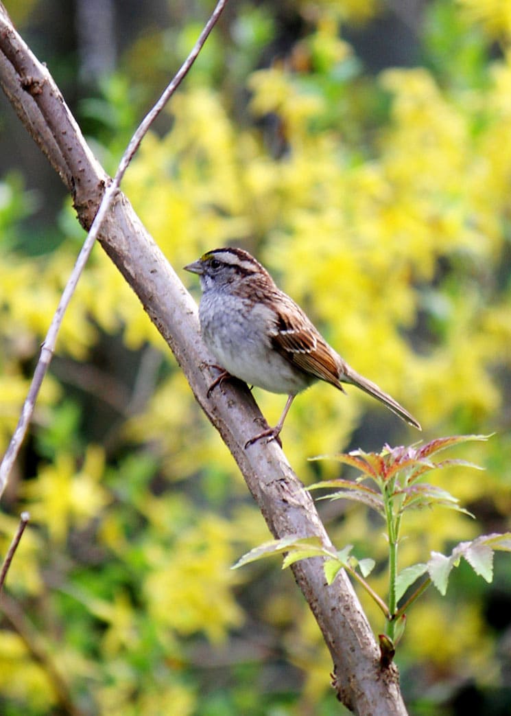 A song sparrow waiting for the birdbath to be filled. (Photo by Brendan Zwelling)