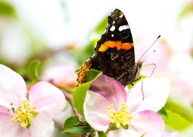 The red admirals arrived early this spring. (Photo by Brendan Zwelling)