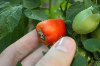 Blossom end rot on tomato (Photo from Wikimedia Commons)