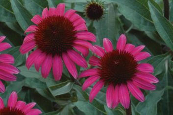 'After Midnight' coneflowers. Photo courtesy of Proven Winners.