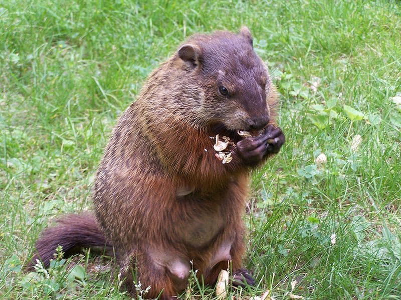 Groundhog (Photo courtesy of Wikimedia)