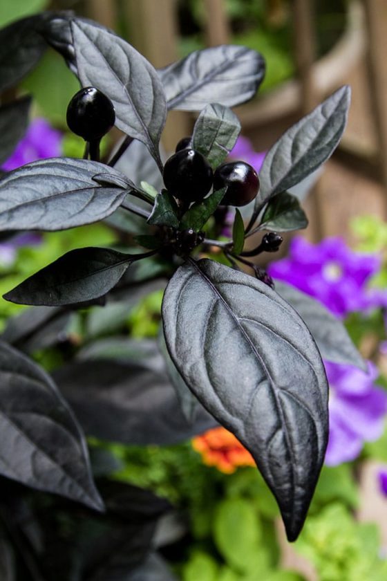 Ornamental pepper ‘Black Pearl’ loves heat | Garden Making