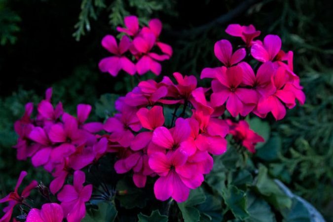 Ivy geranium Caliente Hot Coral (Photo by Brendan Zwelling)