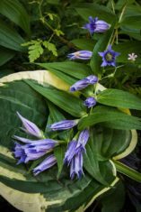 Willow gentian in bloom with hosta. (Photo by Brendan Zwelling)
